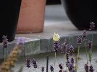 Weissling 01 12-07-2015